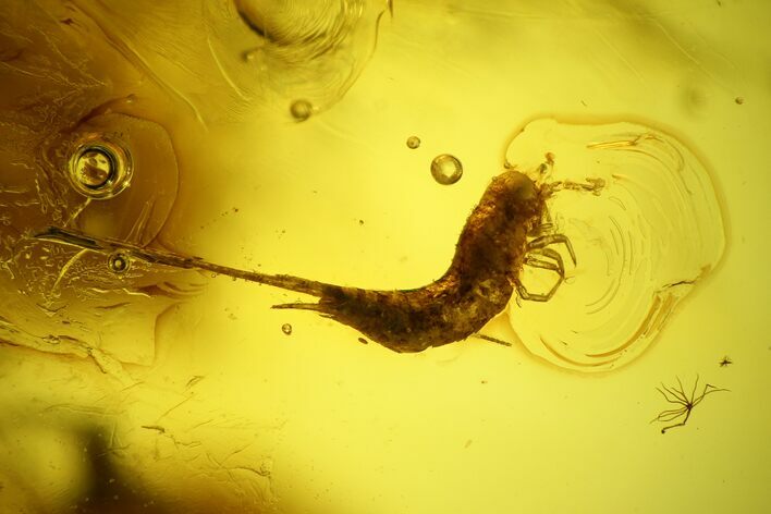 Fossil Bristletail (Archaeognatha) and Fly (Diptera) in Baltic Amber #142248